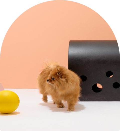 Small dog resting beside the black Cuut pet crate in a modern pastel setup